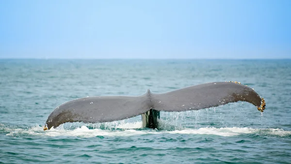 Observación de ballenas — Foto de Stock