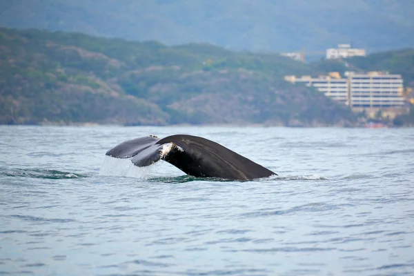 Китовое наблюдение — стоковое фото