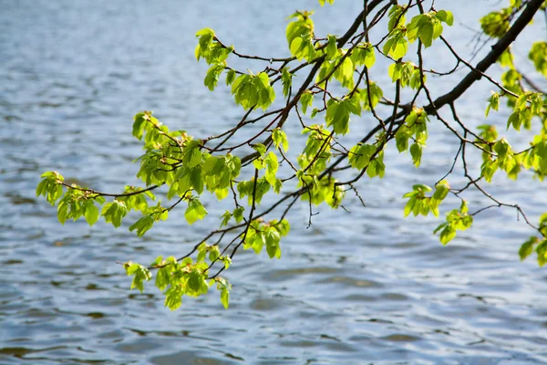 stock image Tree branch