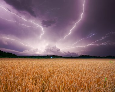 Storm over wheat clipart