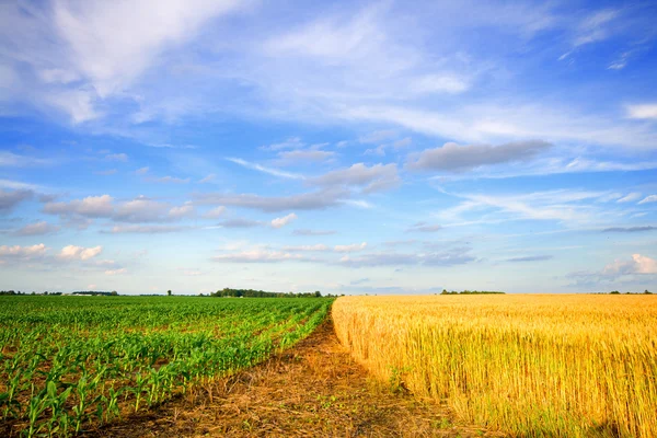 Trigo e milho — Fotografia de Stock