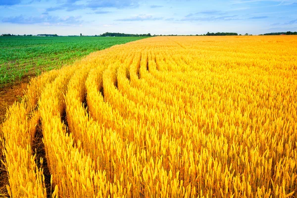 Пшениця і кукурудза — стокове фото