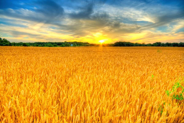 Tramonto di grano — Foto Stock