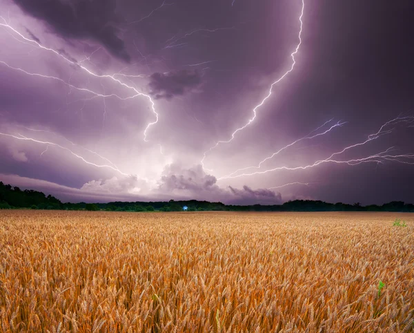 Storm over wheat — Stock Photo, Image