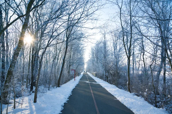 公園での冬の朝 — ストック写真