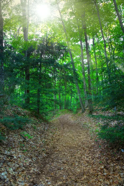 stock image Footpath in the woods