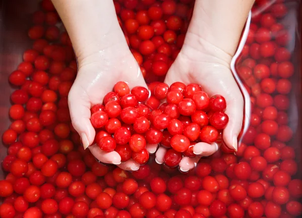 Washing cherries — Stock Photo, Image