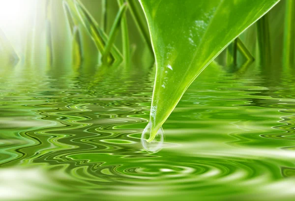 Frescura verde — Fotografia de Stock