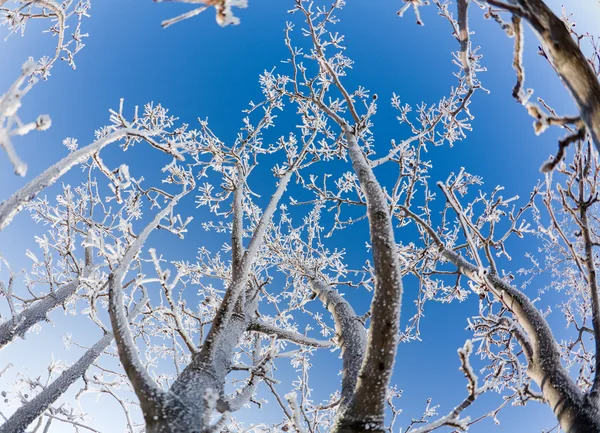 Frost — Stockfoto