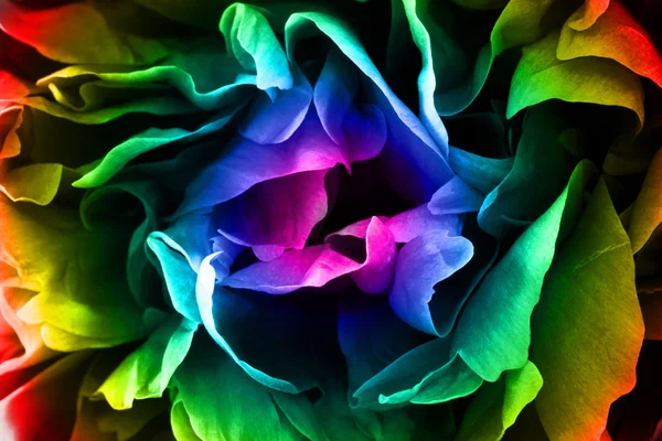 stock image Peony petals