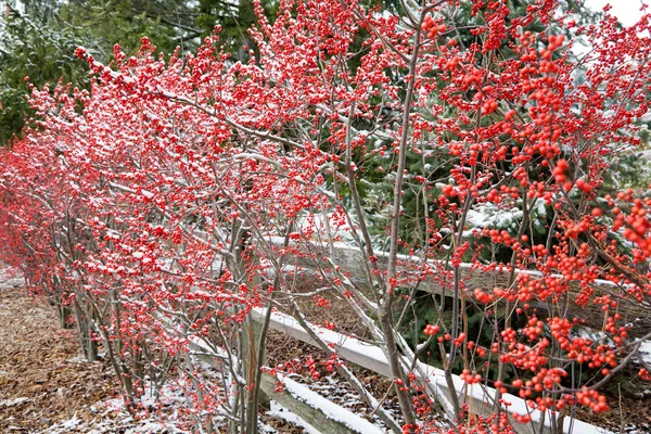 Arbustes d'aubépine — Photo