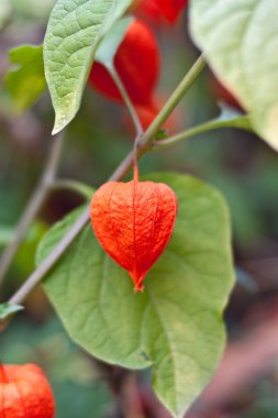 yeşil kırmızı physalis