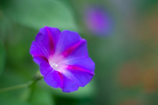 Zomer Blauwe bloem — Stockfoto