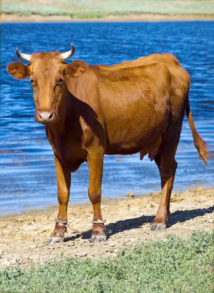 棕色母牛 — 图库照片