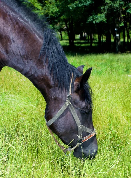 Cavalo comendo a grama — Fotografia de Stock
