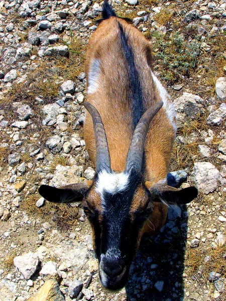 Рок-козел — стоковое фото