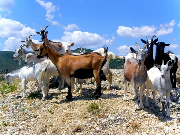 Stádo kozy — Stock fotografie