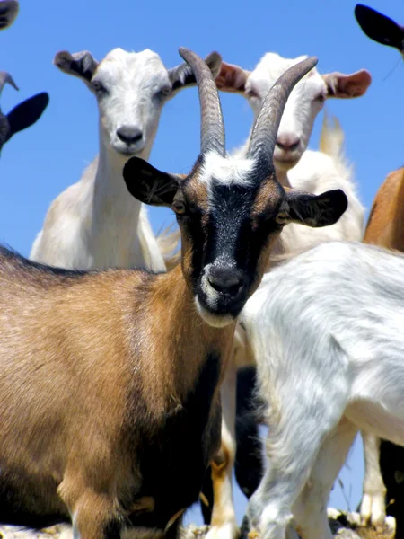 Beslag van de geiten — Stockfoto