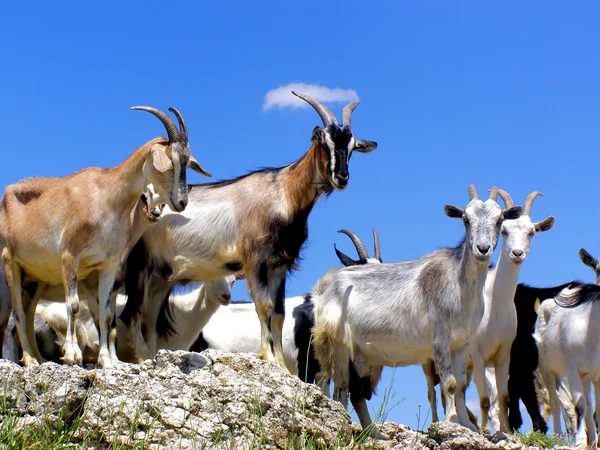 Rebanho das cabras — Fotografia de Stock