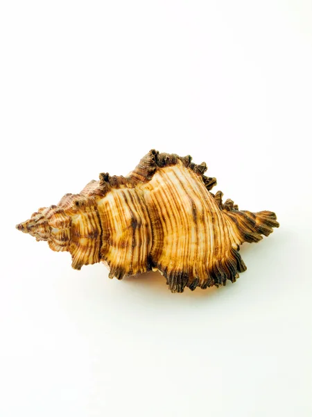 Stock image Shell, isolated