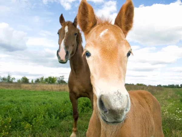 Лошадь с жеребцом — стоковое фото