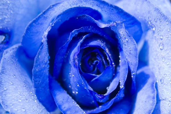 Голубая роза — стоковое фото