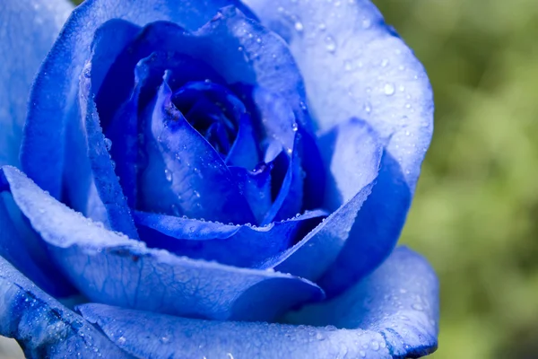 stock image Morning Dew on Blue Rose