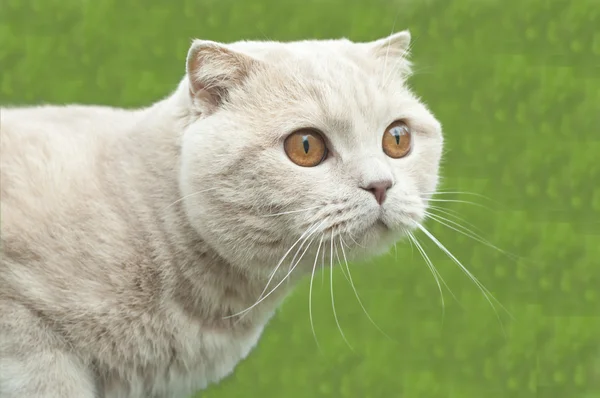 Británico plegable gato — Foto de Stock
