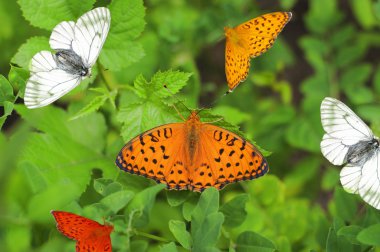 Varicoloured butterflies clipart