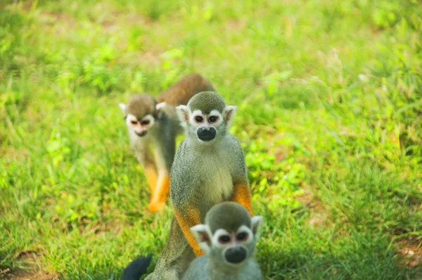 Macacos —  Fotos de Stock