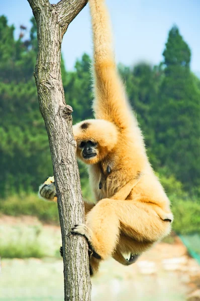 Mono en un árbol Imágenes de stock libres de derechos