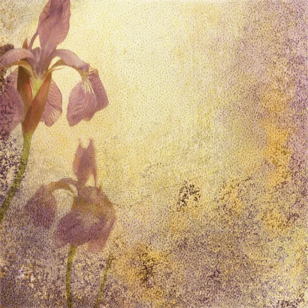Iris stillastående eller bakgrund — Stockfoto