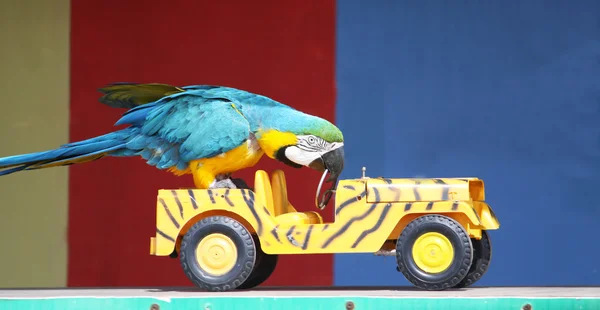 Stock image Parrot driving a car