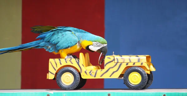 Papagaio dirigindo um carro Imagem De Stock