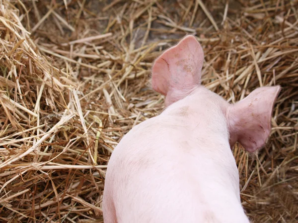 돼지 귀 — 스톡 사진