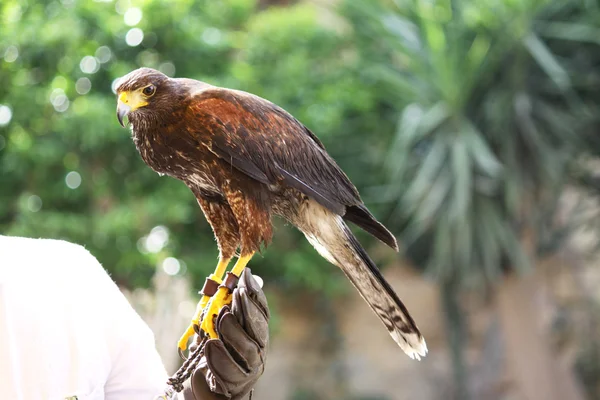 stock image Falcon bird