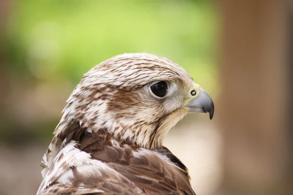 Stock image Falcon portrait