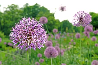 Garlic blossom clipart