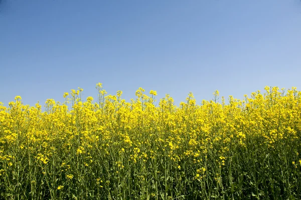 stock image Yellow and blue