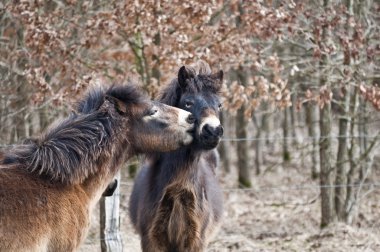 Exmoor ponies clipart