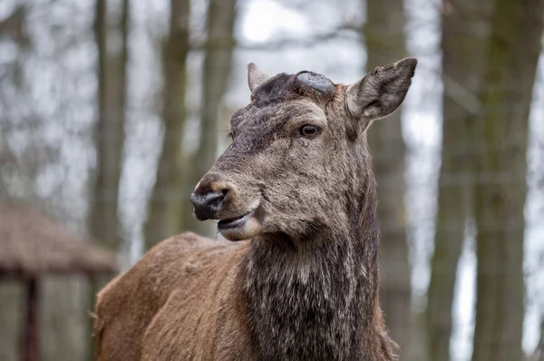 Red deer - Cervus elaphus — Stock Photo, Image