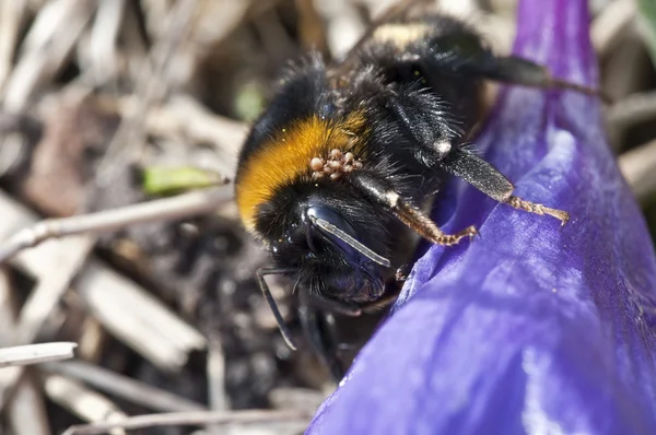 Bumblebee - Bombus — Stock Photo, Image