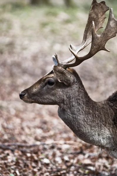 Fallow deer - Dama dama — Stock Photo, Image