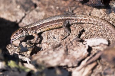 Forest Lizard - Zootoca-vivipara clipart