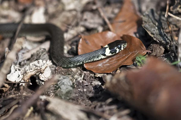 stock image Grass snake