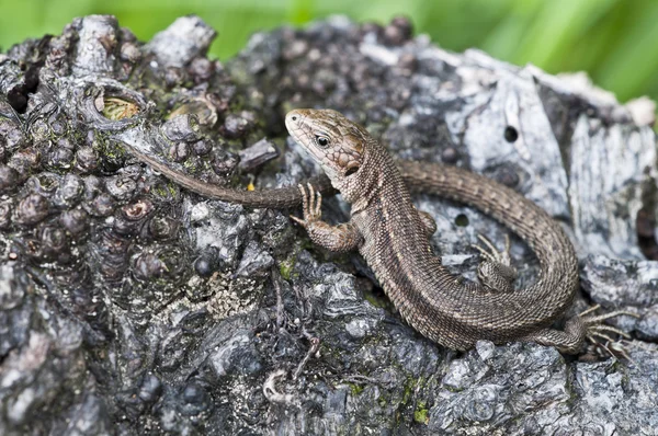 Forest Lizard - Zootoca-vivipara — Stock Photo, Image