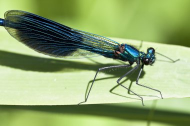 şeritli telli - calopteryx çiçeği