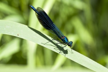 Banded Demoiselle - Calopteryx splendens clipart