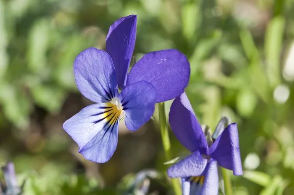 Viola guestphalica —  Fotos de Stock