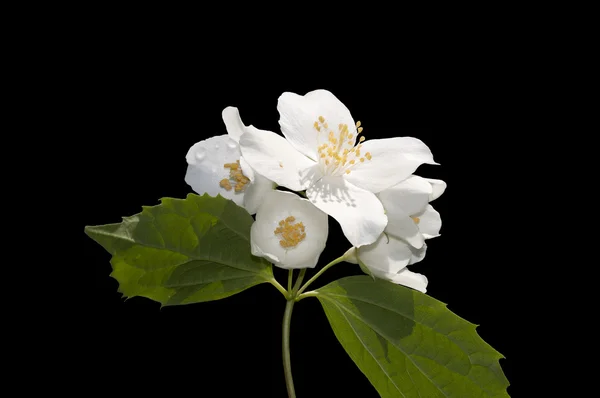 stock image European mock orange